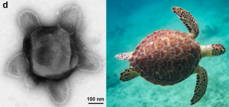 Bên trái ảnh là vi rút 'turtle' rộng 380nm được tìm thấy trong đất rừng Harvard. Nó khiến người xem nghĩ đến hình ảnh một con rùa (phải) - Ảnh: BIORXIV