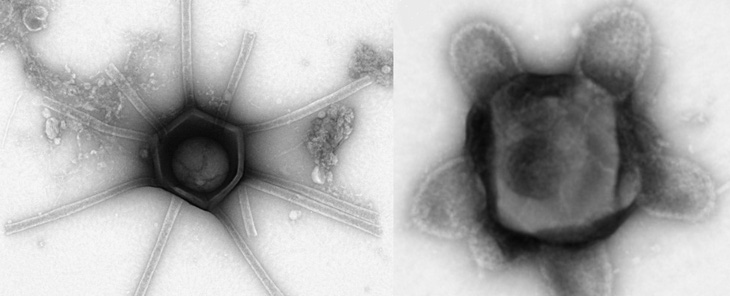 Virus khổng lồ 'Gorgo' và 'tutle' - Ảnh: BIORXIV 