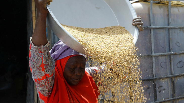 Tiểu thương Somalia ở chợ thủ đô Mogadishu phơi phóng lúa mì nhập từ Ukraine - Ảnh: REUTERS