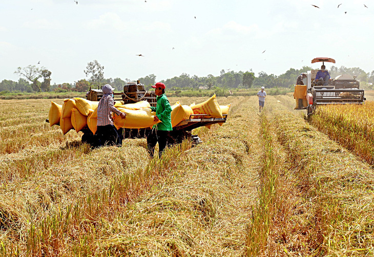 Giá lúa gạo tăng cao ảnh hưởng đến người tiêu dùng trong nước. Trong ảnh: thu hoạch lúa tại huyện Hồng Dân, Bạc Liêu - Ảnh: CHÍ QUỐC