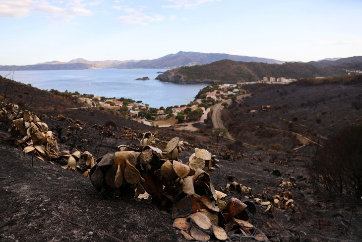 Đất cháy xém sau khi cháy rừng quét qua - Ảnh: REUTERS