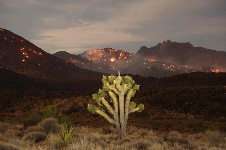 Đám cháy York, cũng là vụ cháy rừng lớn nhất ở bang California (Mỹ) từ đầu năm đến nay, đang hoành hành tại khu bảo tồn quốc gia Mojave của bang này - Ảnh: AFP