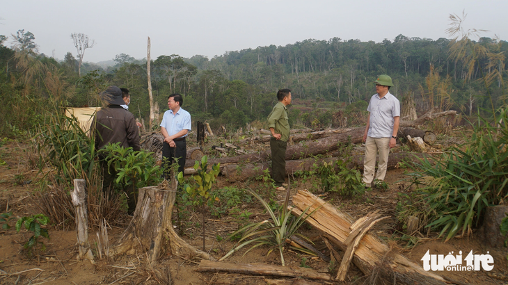 Ông Lê Trọng Yên, phó chủ tịch UBND tinh Đắk Nông (đội mũ cối), đi thăm hiện trường hơn 3.000ha rừng bị phá tại Công ty TNHH lâm nghiệp Đắk N’Tao - Ảnh: ĐỨC LẬP
