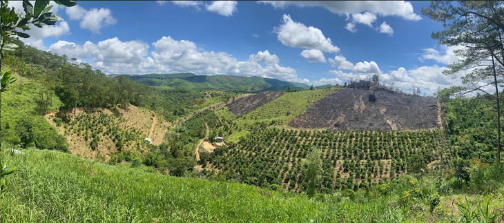 Những cánh rừng thông phòng hộ dọc quốc lộ 28 (Đắk Glong, Đắk Nông) ngày càng bị xâm hại để trồng cà phê, hồ tiêu - Ảnh: TR.T.
