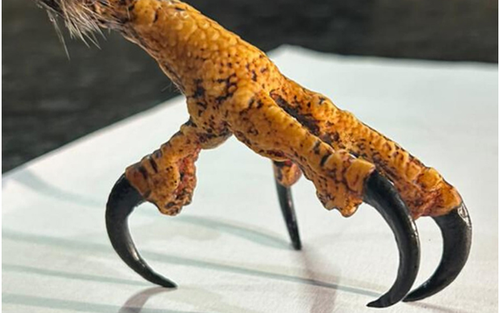 In 3D các bộ phận cơ thể của động vật hoang dã để cứu động vật hoang dã