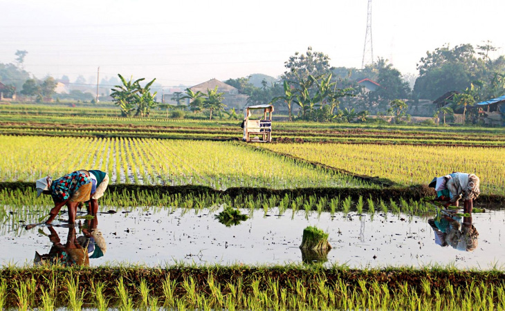 Nông dân làm việc trên cánh đồng lúa ở Trung Java, Indonesia. Ảnh: thejakartapost.com