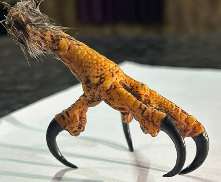 Một sản phẩm móng đại bàng được sản xuất bằng công nghệ in 3D. Nguồn: Arunachal Ivory and Ornaments