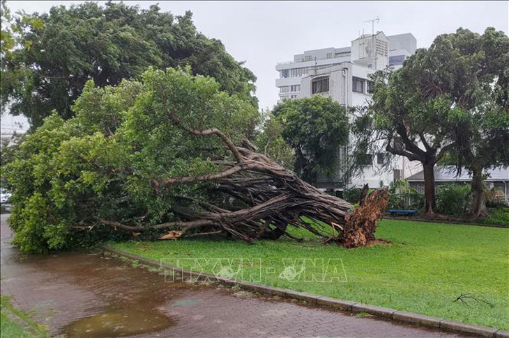 Cây cối bị gió quật đổ do ảnh hưởng của bão Khanun tại Okinawa, Nhật Bản ngày 2-8-2023 - Ảnh: AFP/TTXVN