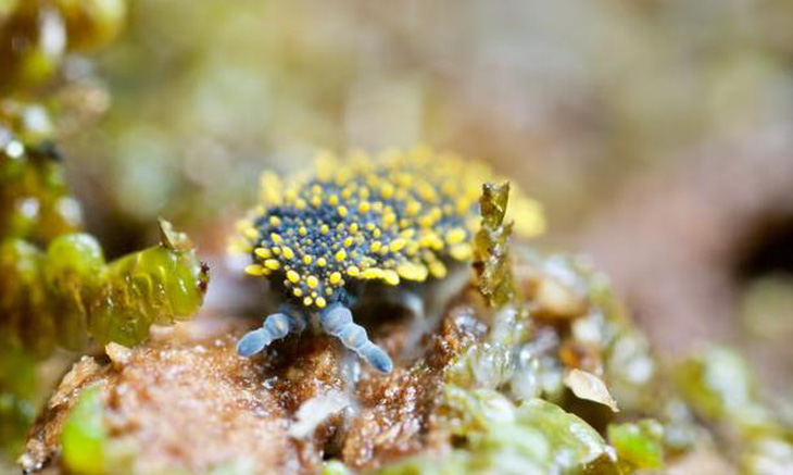 Loài bọ Holacanthella spinosa sống trong đất, chỉ có ở New Zealand - Ảnh: PNAS