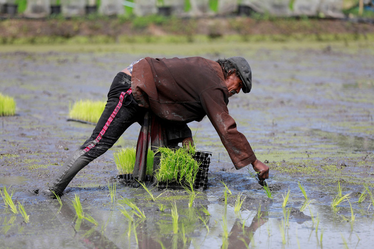 Người dân cấy lúa trên một cánh đồng ở Bangkok, Thái Lan - Ảnh: REUTERS