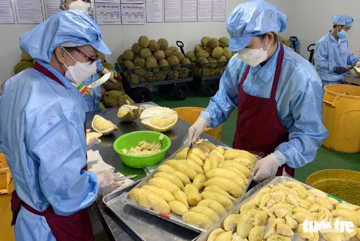 Sơ chế sầu riêng cấp đông xuất khẩu tại một doanh nghiệp ở huyện Xuân Lộc, Đồng Nai - Ảnh: A LỘC
