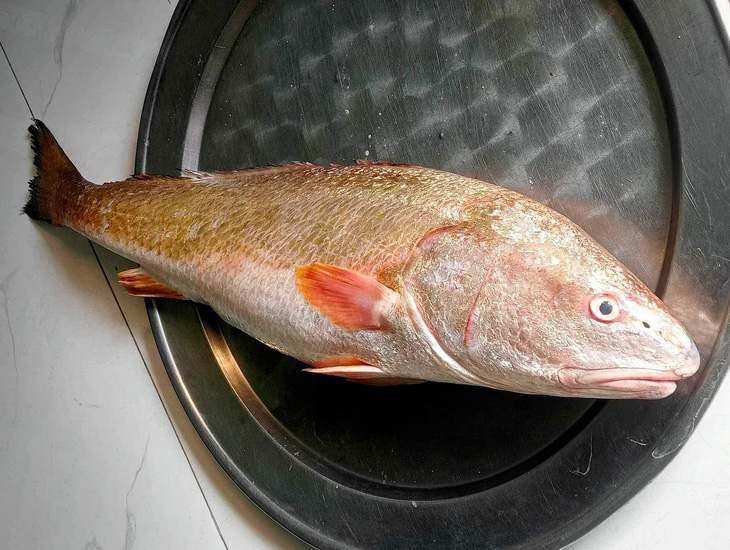 Con cá sủ này nặng 3,5kg, vảy có màu vàng, vây màu đỏ - Ảnh: N.H.Đ.