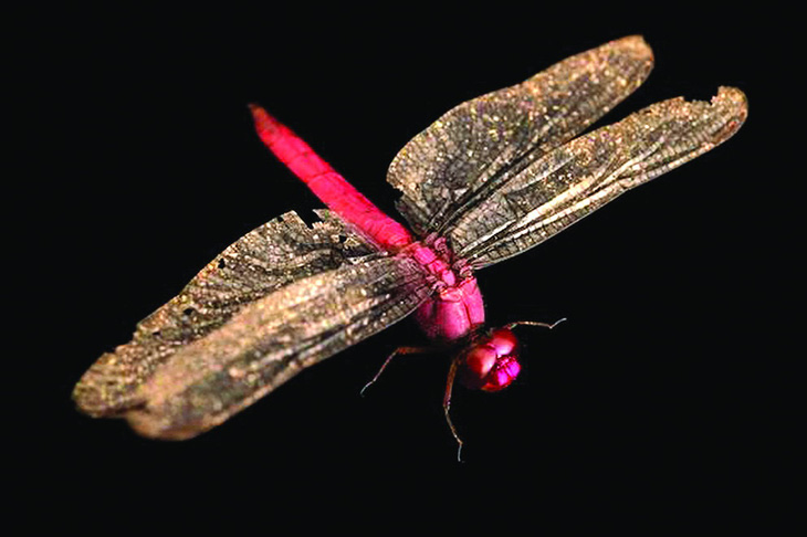 Một con chuồn chuồn hồng được chụp tại Trung tâm Cứu hộ Amazon ở Peru. Vào thế kỷ 18, thực dân châu Âu bị màu hồng của loài côn trùng mà họ tìm thấy ở châu Mỹ thu hút và bắt đầu chế thuốc nhuộm tự nhiên từ chuồn chuồn, được gọi là carmine. Ảnh: NATGEO