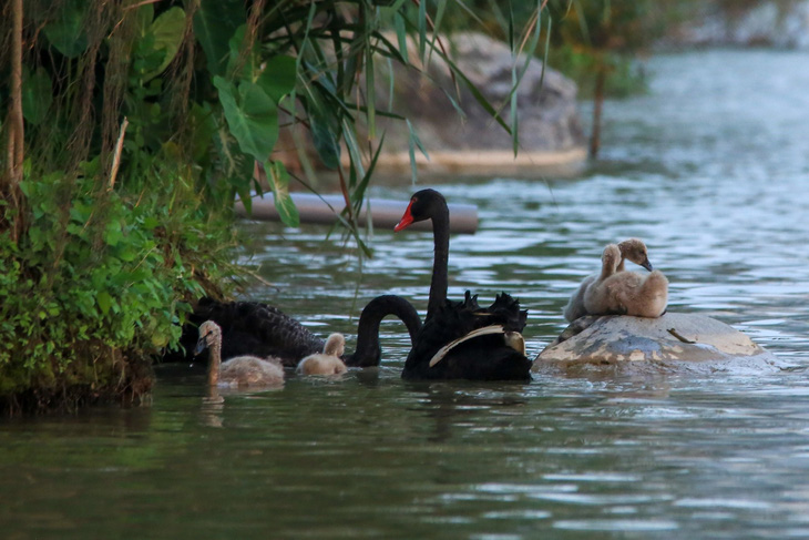 Một gia đình thiên nga khác bơi lội tại hồ thiên nga, khu đô thị Ecopark