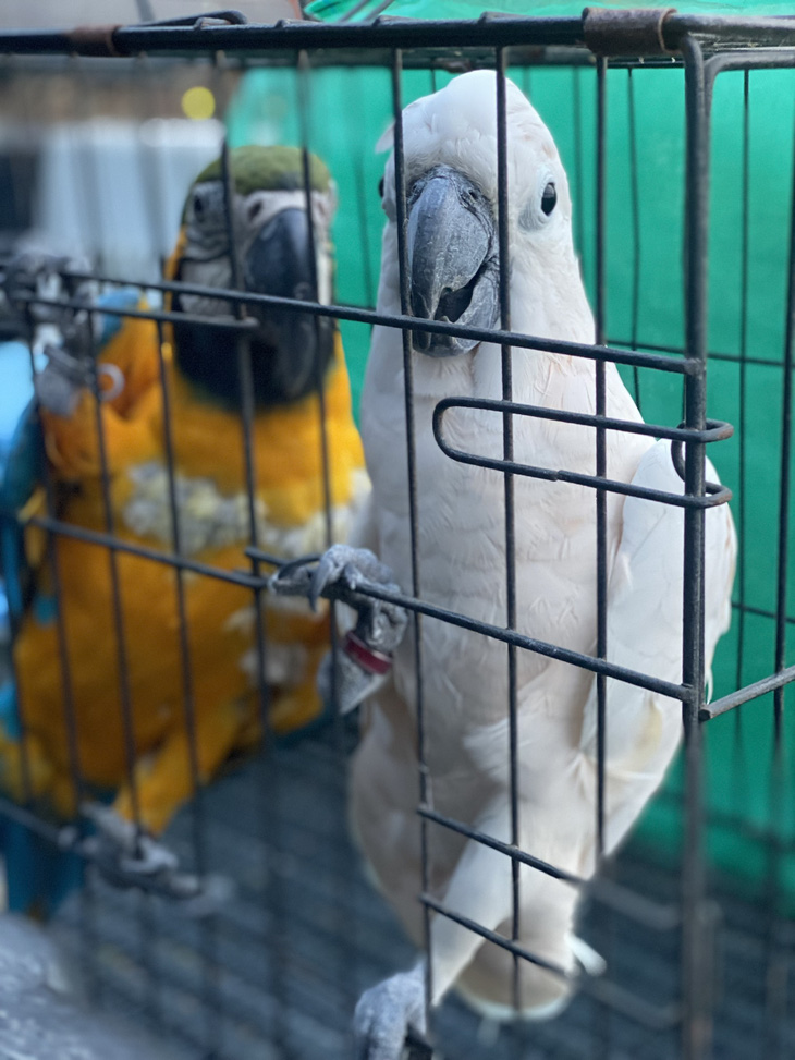 Những con vẹt quý hiếm công an thu giữ tại quán cà phê của Nguyễn Văn Tuấn - Ảnh: Công an cung cấp