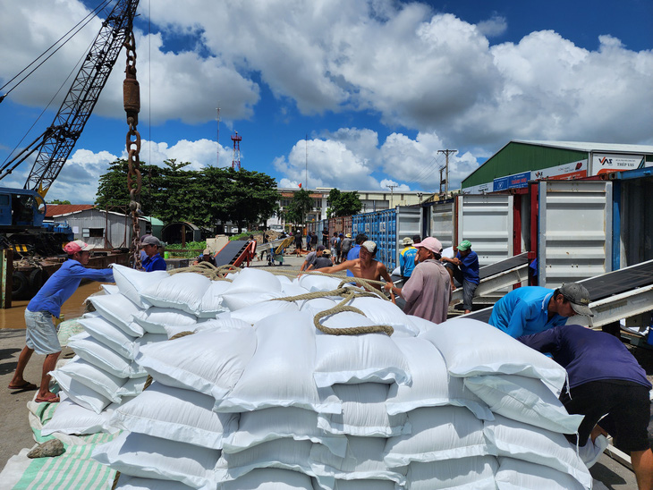 Việt Nam vừa trở thành đối tác xuất khẩu gạo lớn nhất sang Singapore - Ảnh: BỬU ĐẤU