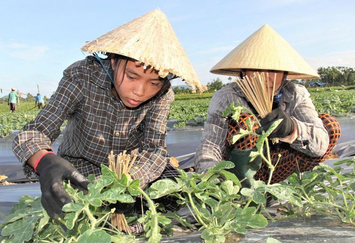 Dưới cái nắng oi bức tháng 8, hai mẹ con cố làm để có đủ tiền cho con gái Lê Kiều Trinh nhập học Ảnh: TRẦN MAI