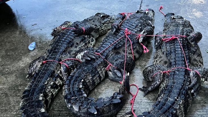 Cá sấu bị bắt lại tại thành phố Mậu Danh, Trung Quốc - Ảnh cắt từ clip