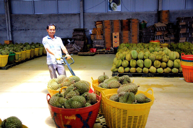 Sầu riêng xuất khẩu tại Krông Pắk, Đắk Lắk - Ảnh: TRUNG TÂN