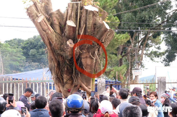 Cách gốc cây si khoảng 1,5m, có phần thân cây được nhiều người cho rằng giống với khuôn mặt người (ảnh chụp chiều 12-9) - Ảnh: ĐÌNH CƯƠNG
