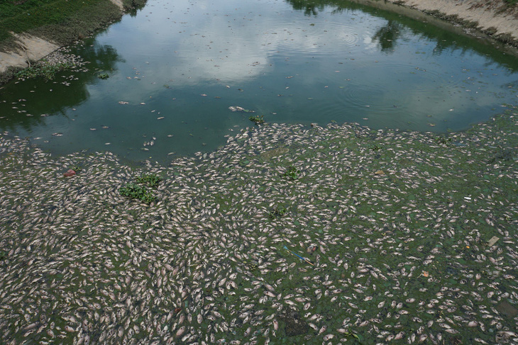Cá chết tại khu vực kênh Đa Cô (quận Liên Chiểu, TP Đà Nẵng) - Ảnh: H.CHÂU