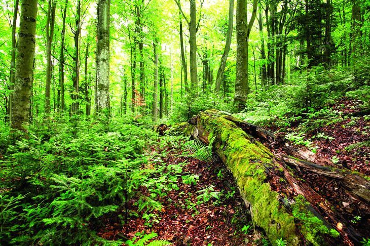 Rừng nhiệt đới Hoh ở Công viên quốc gia Olympic (bang Washington, Mỹ) là một ví dụ về tính đa dạng sinh học phong phú của rừng già.  Ảnh: JAMIE PHAM/ALAMY STOCK PHOTO