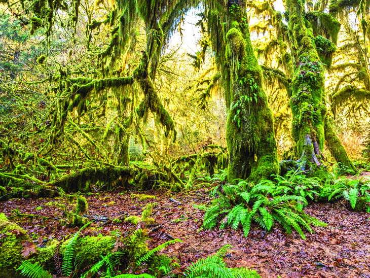 Rừng nhiệt đới Hoh ở Công viên quốc gia Olympic (bang Washington, Mỹ) là một ví dụ về tính đa dạng sinh học phong phú của rừng già.