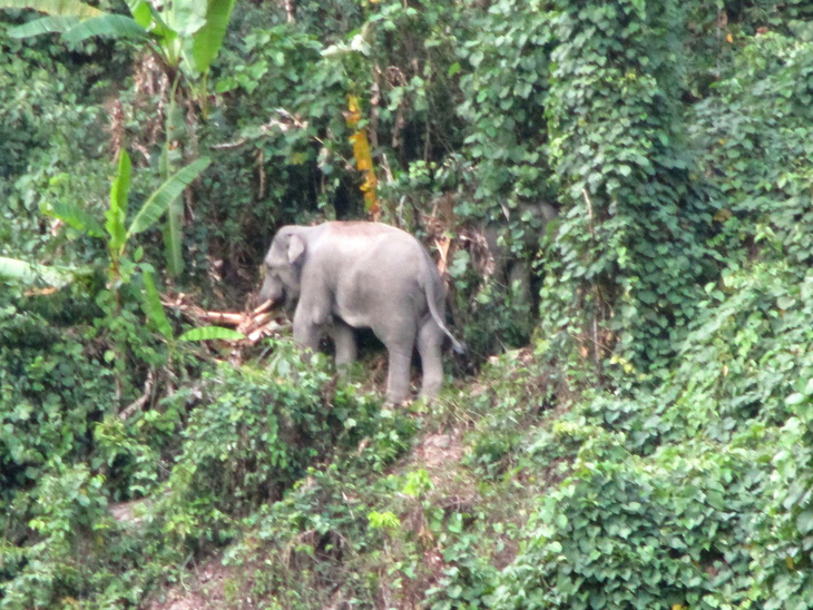 Ông Bình chụp ảnh một con trong đàn voi mà theo ông là có chín con ở gần nhà mình - Ảnh: VĂN BÌNH