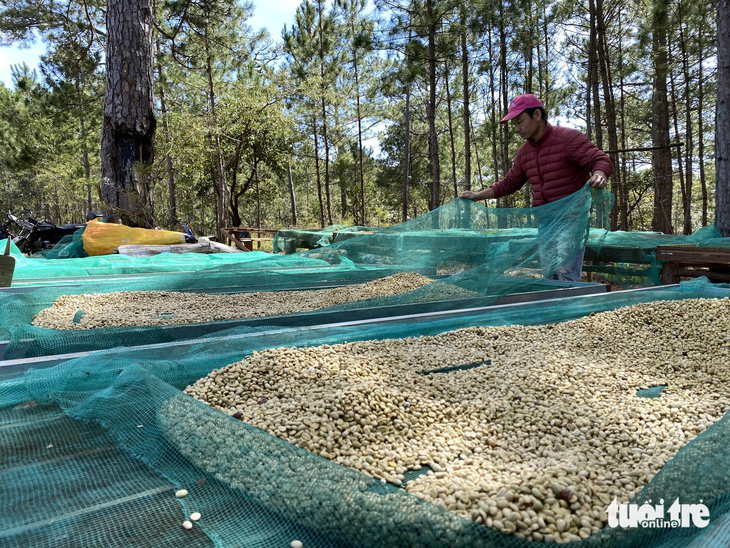 Giá cà phê tăng cao nhưng đa số nông dân Tây Nguyên không còn hàng trữ để bán - Ảnh: M.V.