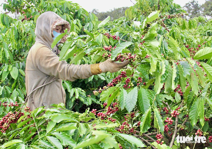 Một số khu vực tại Đắk Lắk, cà phê bắt đầu cho trái bói, nông dân thường chờ chín đều mới hái để tiết kiệm công lao động - Ảnh: THẾ THẾ