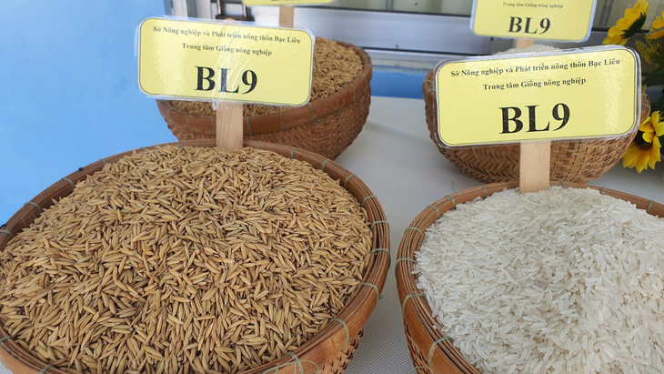 Lúa BL9 là một trong những giống lúa hiếm hoi được công nhận lưu hành đặc cách - Ảnh: NGỌC HÂN