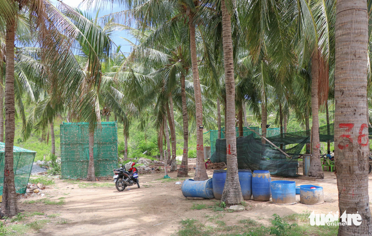 Khu đất do người dân hiến tặng được các hội viên trồng dừa để có kinh phí duy trì hoạt động chi hội - Ảnh: DUY NGỌC