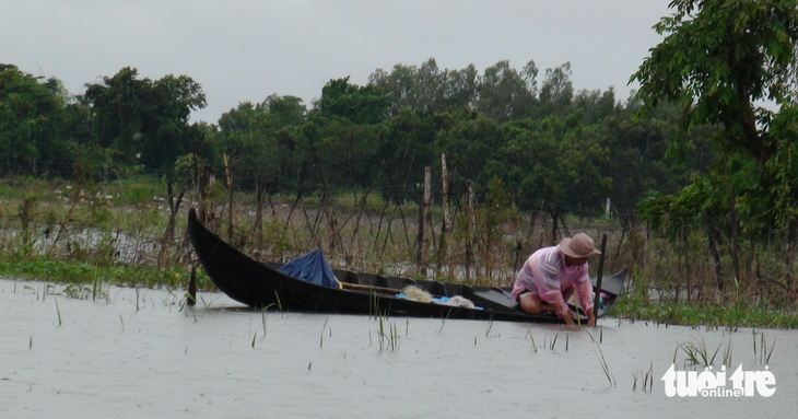 Ông Nguyễn Văn Giàu (ngụ huyện Thoại Sơn, An Giang) cho hay năm nay nước về muộn, ông tranh thủ sau những cơn mưa nước trên đồng dâng lên sẽ đi giăng lưới kiếm cá - Ảnh: ĐẶNG TUYẾT