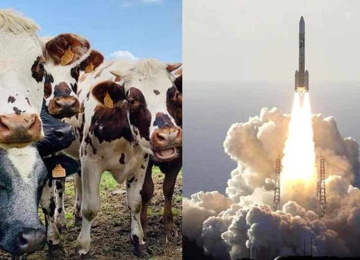 Công ty Nhật Bản nghiên cứu biến chất thải của bò thành nhiên liệu tên lửa - Ảnh 1.