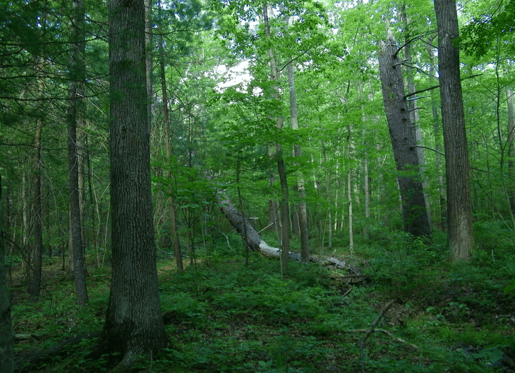 Rừng Quốc gia George Washington (West Virginia, Mỹ). Ảnh: Steven Krichbaum