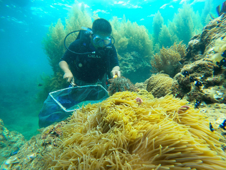 Du khách lặn ngắm rạn san hô ở xã Nhơn Hải - một trong những rạn san hô được đề nghị phục hồi - Ảnh: A.D.