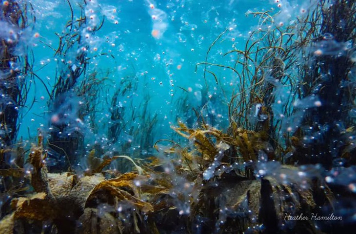 Những sinh vật xinh đẹp không thường thấy ở vùng biển nước Anh - Ảnh: CORNWELL UNDERWATER