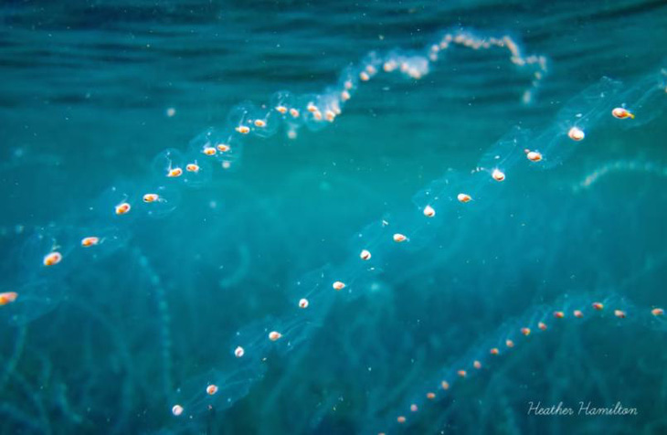 Salps' bodies linked together in chains - Photo: Cornwall Wildlife Trust