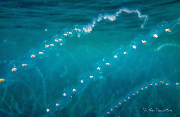 Cơ thể Salps liên kết với nhau thành chuỗi - Ảnh: CORNWALL WILDLIFE TRUST