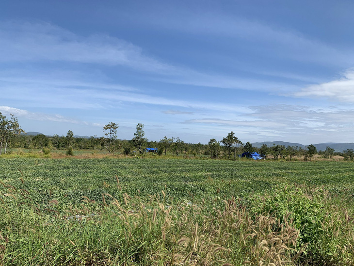 Các đối tượng sau khi phá rừng ở xã Ia Lốp, Ea Súp cho những người dân từ Bình Định, Phú Yên thuê trồng dưa hấu với giá 15-20 triệu đồng/mùa (3 tháng) - Ảnh: TÂM AN