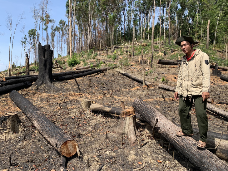 Rừng tại Đắk Lắk bị phá nghiêm trọng để lấn chiếm đất - Ảnh: TÂM AN