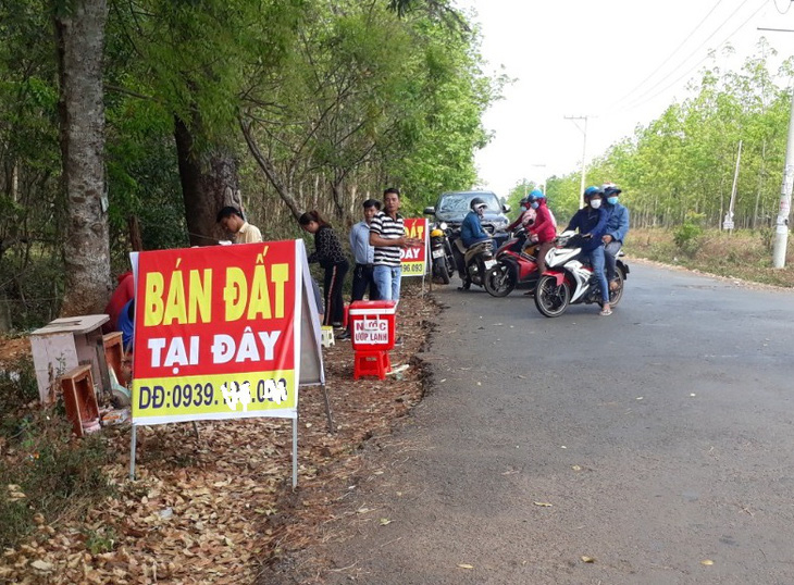 Trước đây từng xảy ra tình trạng dù quy hoạch sân bay chưa được thông qua, các lô đất đang được canh tác trồng cây cao su nhưng giới đầu cơ khắp nơi về “thổi giá” gây náo loạn vùng quê tại khu vực Hớn Quản, Bình Phước - Ảnh: T.D.