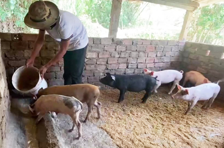 Quảng Nam đề nghị hỗ trợ khi dừng hoạt động chăn nuôi tại khu vực không được phép. Trong ảnh: Một chuồng nuôi lợn của người dân - Ảnh: LÊ TRUNG