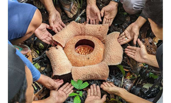 Loài hoa lớn nhất thế giới, Rafflesia - Ảnh: TS Chris Thorogood