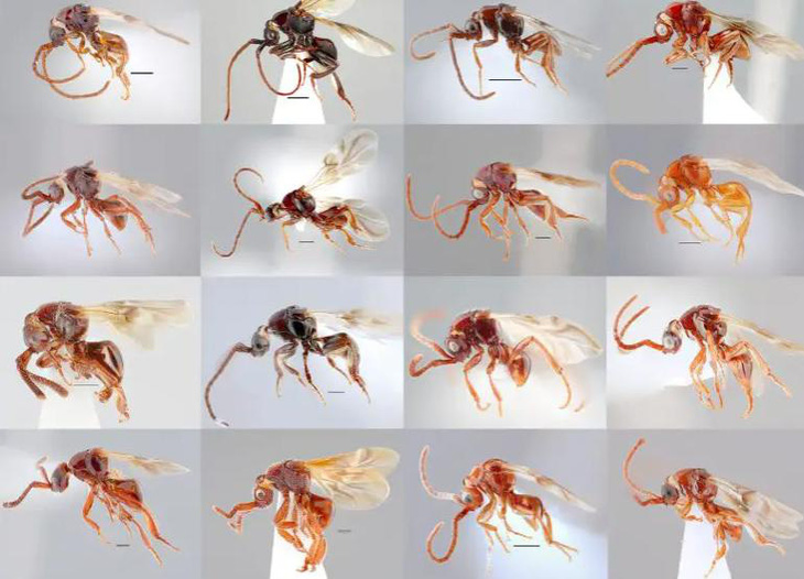 16 loài ong ký sinh mới tại Việt Nam đã được thêm vào nhóm Loboscelidia dựa trên các đặc điểm vật lý độc đáo của chúng - Ảnh: KYUSHU UNIVERSITY