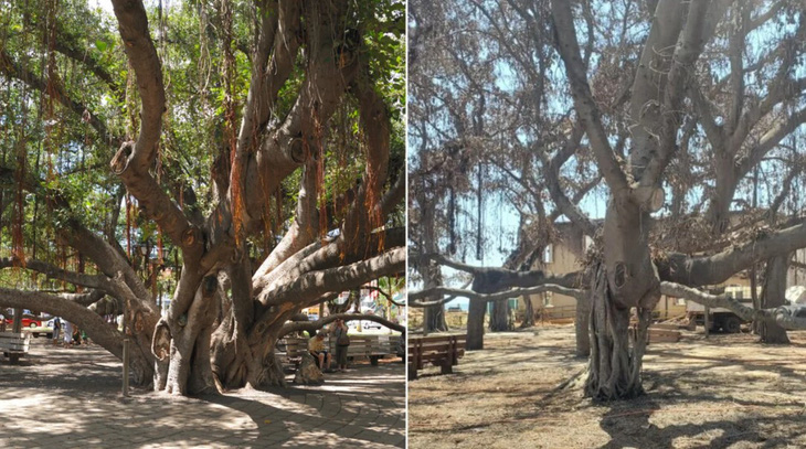 Hình ảnh cây đa năm 2011 (trái) và sau vụ cháy (phải) - Ảnh: CNN