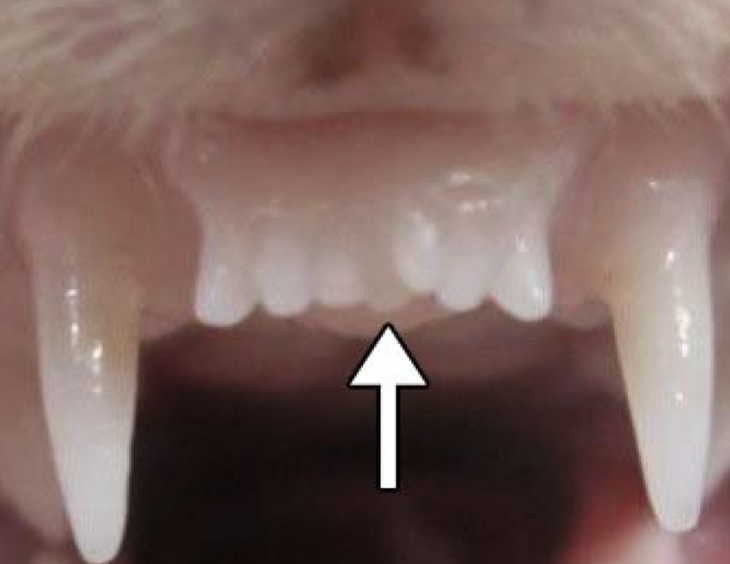 Bức ảnh cho thấy răng mới mọc của một con chồn sương sau khi được tiêm thuốc kích thích sự phát triển của mầm răng - Ảnh: KATSU TAKAHASHI