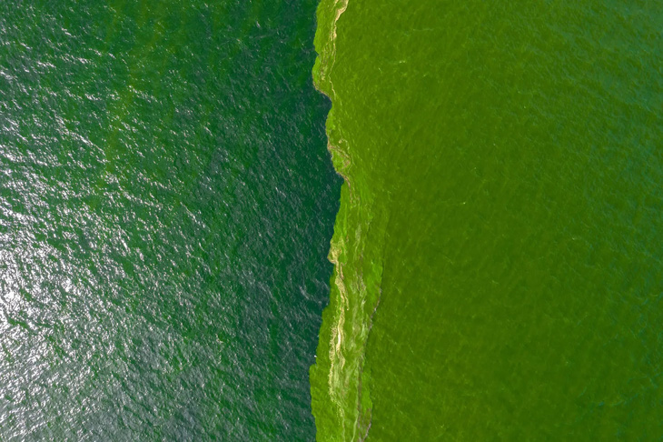 Dichtes Plankton, Das In Der Thailändischen Provinz Chonburi Auftaucht, Führt Dazu, Dass Sich Das Meerwasser Ungewöhnlich Blau Färbt, Wodurch Eine „Tote Zone“ Unter Wasser Entsteht Und Die Lebensgrundlage Der Menschen Vor Ort Gefährdet – Foto: Reuters