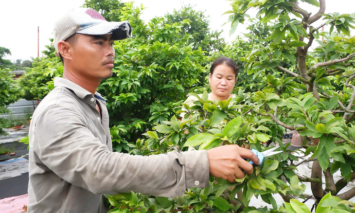 Mr. Nguyen Phuong Tung and his wife tend an apricot orchard in Thu Duc City (HCMC) - Photo: K.Anh