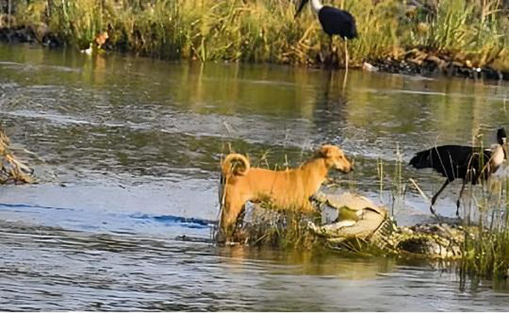 Con chó được nhìn thấy đang đi qua sông ngang qua một con cá sấu ở bang Maharashtra - Ảnh: JOURNAL OF THREATENED TAXA